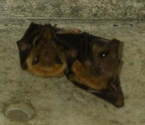 �[���܂��ʘH�̃R���N���[�g�ւƈړ�����