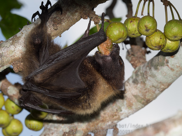 ギランイヌビワを食べるクビワオオコウモリ