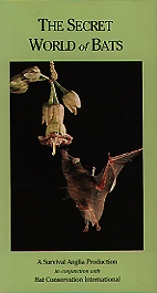 The secret of world of bats