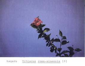 waurep3a P15 hagaru [8]