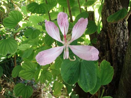 ソシンカの花のアップ