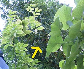 ���Ԃ͍����΂݂ŐÂ��ɐQ�Ă���