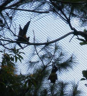 インドオオコウモリ