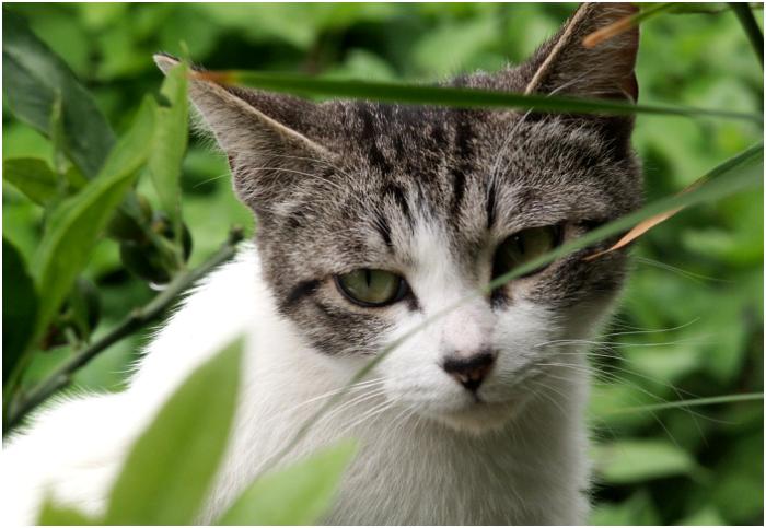 �B�e���ɍ����̗l�q�����̋�����u���āA�f���Ă����ǂ����ł��B�������L��I