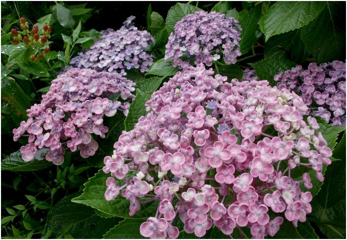 ���N���Y��Ȏp�������Ă���܂����B(^_^)v