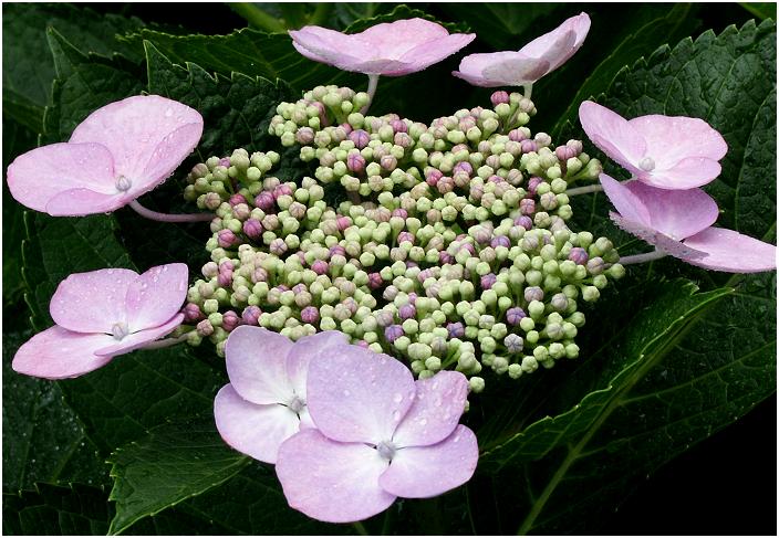 ��N�V���ɓ����Ă���J�Ԃ��鏭���ӏn�̊z���z�Ԃ��A�U�����ɊJ�Ԃ��܂����B