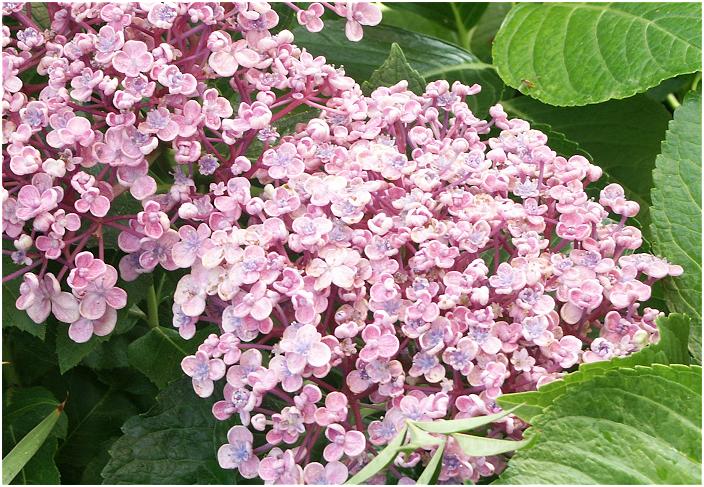 ��Ƃ̃��C���̉Q���z�Ԃł��B���N�͉ԕق��Ԗ���ттĂ��܂��B