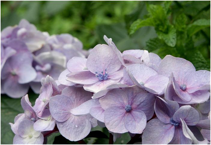 ��Ƃň�Ԓx���ɊJ�Ԃ��鎇�z�Ԃł��B