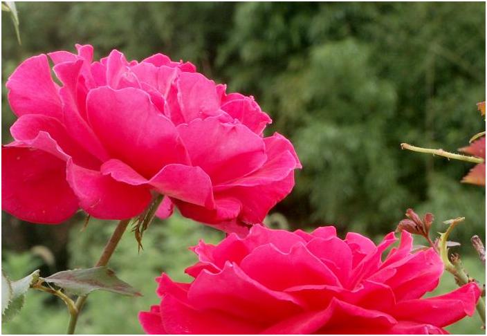 �ߍx�ŁA���N�����Ɍ�������Ԃ��o���ł��B