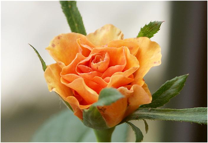 �Q������ĊJ�Ԃ̎n�܂�ł��I