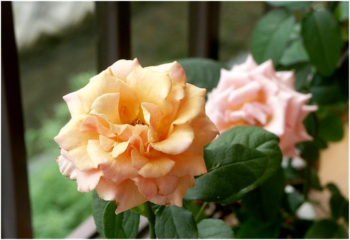 ��������́A��N�ɑ}���؂��Ă����o���̊J�ԏ󋵂ł��B