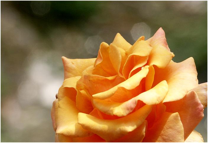 ���̗����̎B�e�ł��B�ԕق̐F�������ς���Ă��܂����B