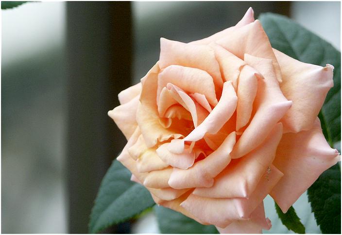 ���̌�2���ŁA���S�J�Ԃ��܂����B�f�ނ̓��C�t������Ă�t�����[�A���W�����g�̉Ԍ��}���؂������̂ł����B