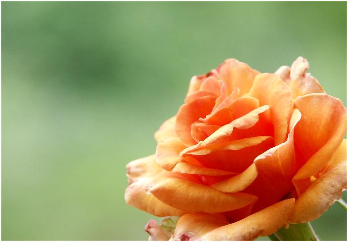 �����ɊJ�Ԃ��i��ł��܂��B�����̎B�e�ł��I