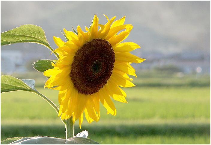 ���̉Ԃ��A�`���R�`���Ō�������悤�ɂȂ�ƁA�����Ăł��ˁI�@�������L��������܂����B