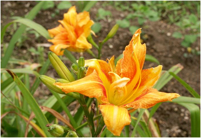 �ߍx�̔��Ō��������u���u�J���]�E�v