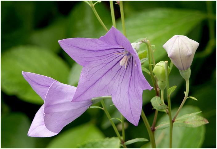 �j�[�A�v�����悤�ɎB��Ȃ��Ԃ̈�ł��I(��)