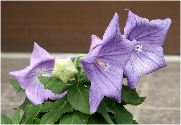 �m�l�̎R�쑐�����񂩂璸�������̂ł��B�k�C���̃A�|�C�R�Ɏ������Ă���Ƃ��E�E�E�E�E