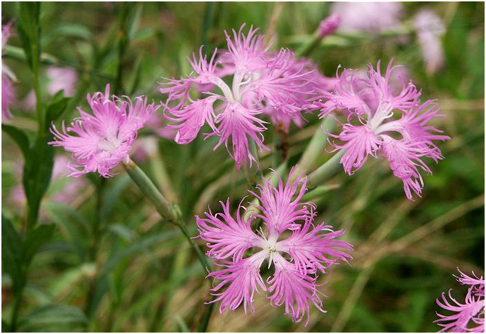 �ߍx�̓c�̃A�[�ɂāE�E�E�E�ԍD���̕�����������Ă���悤�ł��B