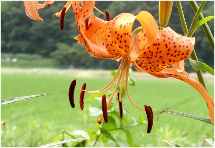 ���N����ɏo�ė���̂ł����A�J�Ԃ��Ă݂āA����́u�I�j�����v�������̂��I�ł��B(��)