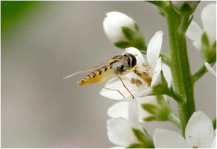 �����ȉ��ȉԕقɁA�A�������ȖI����ь����Ă��܂��B�Â�����������������̂ł��傤���ˁI