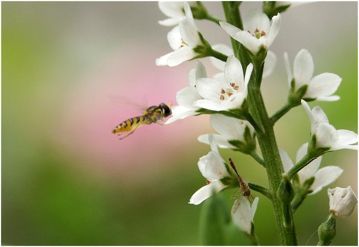 �����́u�I�J�g���m�I�v���Ǝv���Ă��܂������A����ɐK�������ꉺ����Ȃ��̂Œ��ׂĂ݂�Ɓu�k�}�g���m�I�v�ł����B