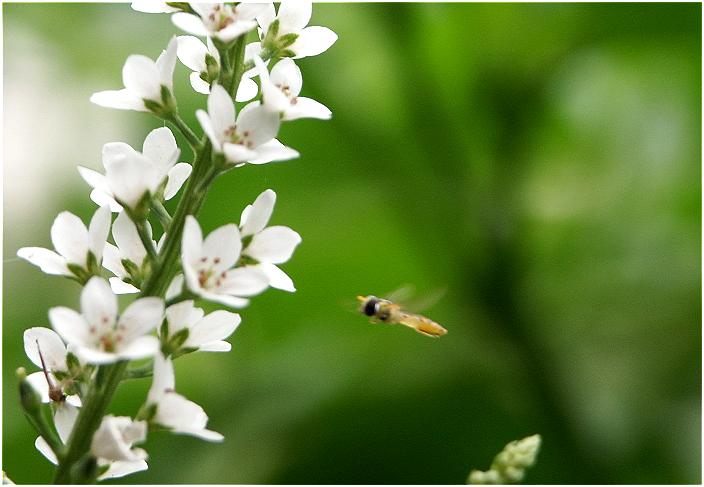 ��N�A���̎U�����ɓc�̃A�[�Ŏ��h���Ă����u�k�}�g���m�I�v���J�Ԃ��܂����B