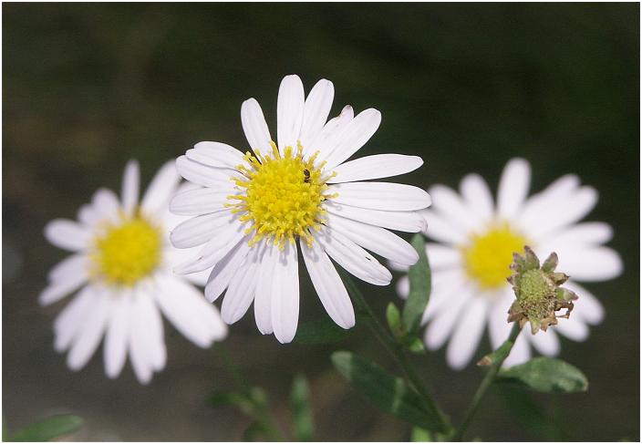 ����O�̓d�M���̂ӂ��ƂɁA�q�b�\���ƍ炢�Ă��܂����B