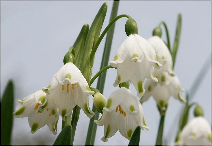 �t���ς��X�C�Z���̊����ŁA�ԕق��X�Y�����̊��������܂��ˁI