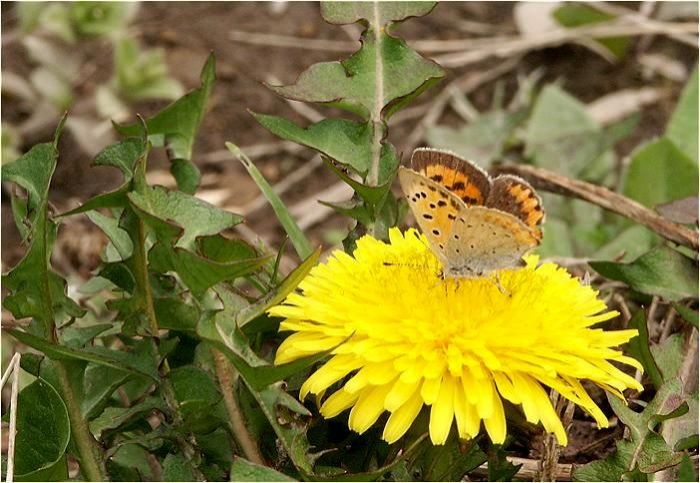 �ԁX�̊J�ԂƋ��ɁA���E�I�B����ĂɊ������n�߂܂����ł��ˁI