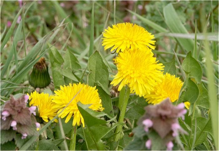 �^�~�ɂ��`���z���炢�Ă��܂����A���́A��ӈ�ʂɍ炢�Ă��܂��I