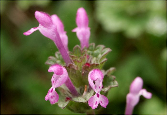 �}�N�����[�h�ŉ��ȏ����ȉԂ��A�t�@�C���_�[��`���Ă���Ǝ��Ԃ��o�̂��Y�ꂻ���ł��I