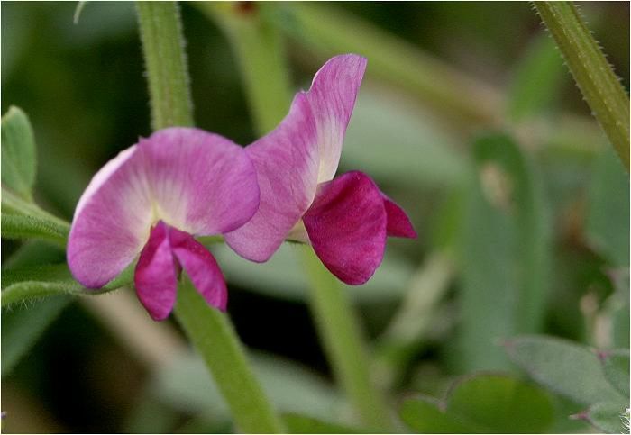 �}�N���Œ��߂Ă݂�ƁA�H�p��́u�G���h�E�}���v�̉Ԃƃ\�b�N���ł��ˁI