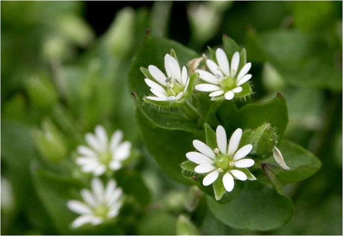 �q���̍��ɂ́A�u�q���R���v�Ƃ������Ă��܂����B�q���R�̉a���ɂ��Ă�������ł��傤���I