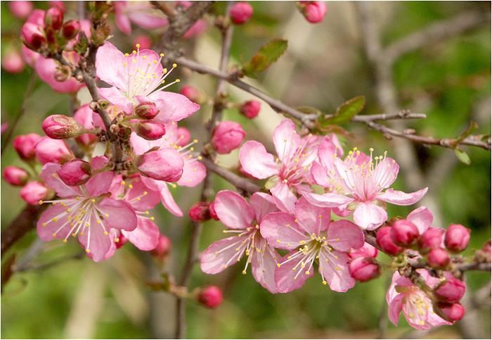 ���ߏ��̒��ɂāE�E�E�E�A�q���̍����疈�N�������Ă��܂��B