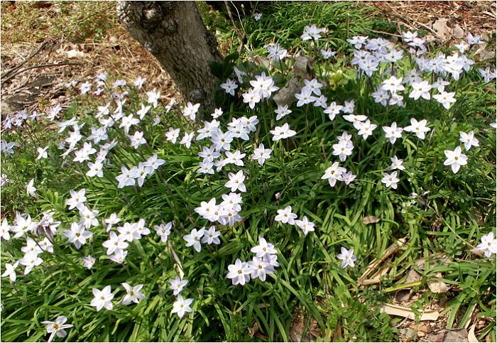 �ߍx�̊`�̖؂̘[�ɌQ�����Ă��܂��B