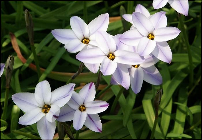 ���R�Ɏ������Ă���p���A���Ƃ������Ȃ��̂Ő����̂ݒ����Č��ɋA���Ă����܂����B