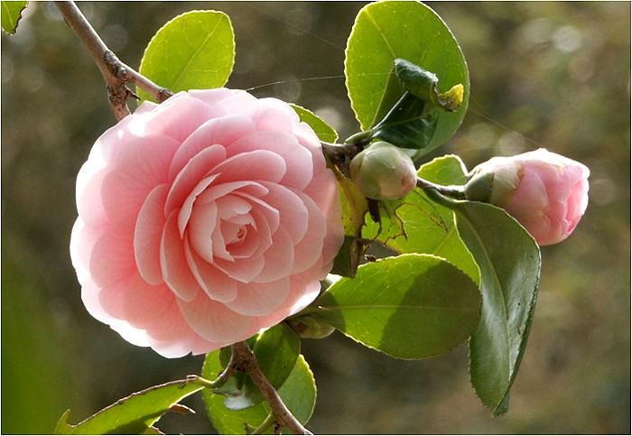 ���ߏ�����̔��d�炫�ł��I