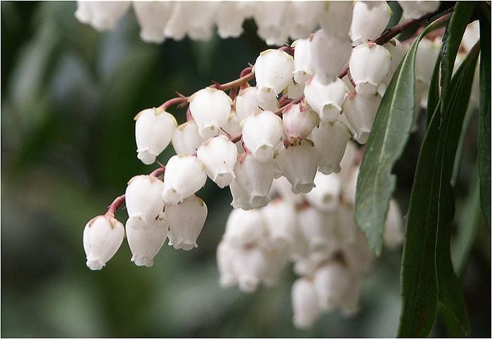 �ߍx�̌�������E�E�E�E�A�n���H�ׂ�Ǝ��ɐ������悤�ɂȂ�炵���ł��ˁI