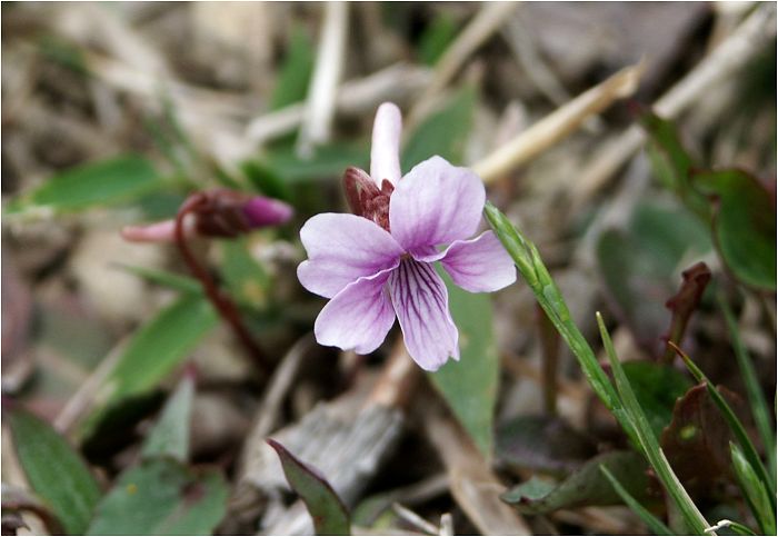 ���ɂ́A�n�ʂɐQ�]��ŁE�E�E�E(��)�@�@�����A���Ă����ȉԎp�ł��ˁI(^_^)v