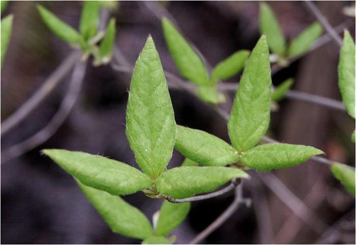 �Ԋ����I�������ɂ́A�Ԗ��ʂ�̎O�t���o�Ă���̂�����܂����B