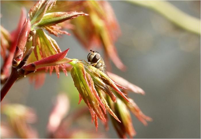 �H�̍g�t���Y��ł����A�V��̍g���F���Y��ł��ˁI