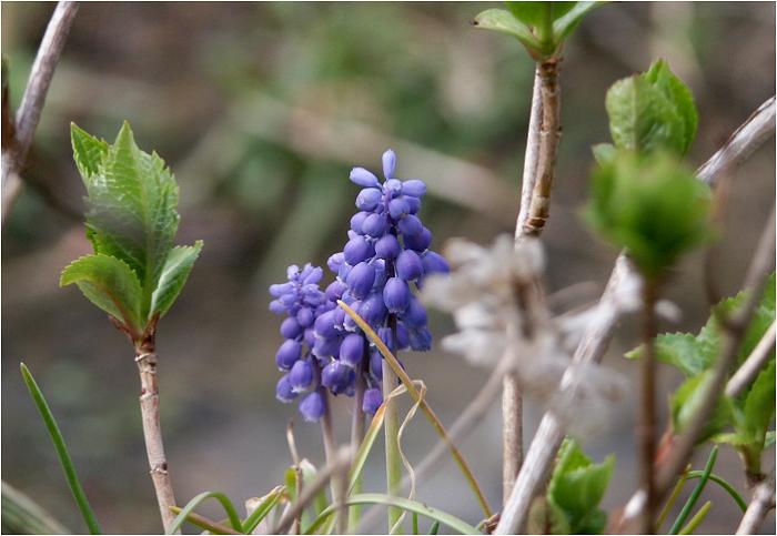 �A�W�T�C�̍��ԂɁE�E�E�E�A�]���ő_���Ă݂܂����I���̉Ԃ��t��������Ԃł��ˁI