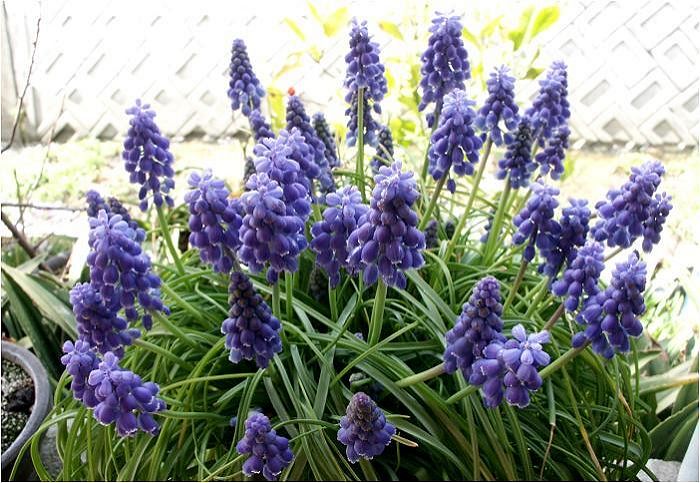 ��Ƃ̔��A���ł��I���C�h�ő_���Ă݂܂����I