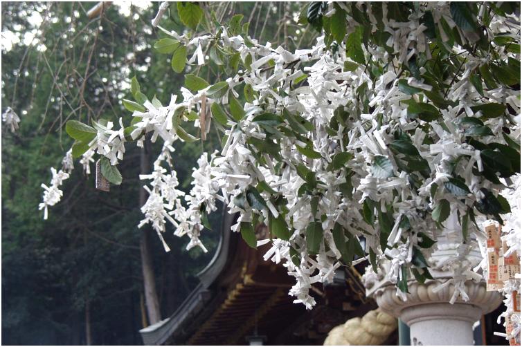 �����̖؁X�ɂ͂܂�Ŕ����Ԃ��炢���悤�ł��I