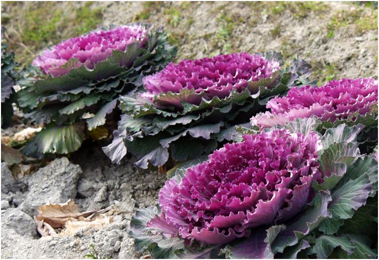 �_�ЎQ���t�߂̔��ɔ���c�����H�u�t���O�v���E�E�E�E