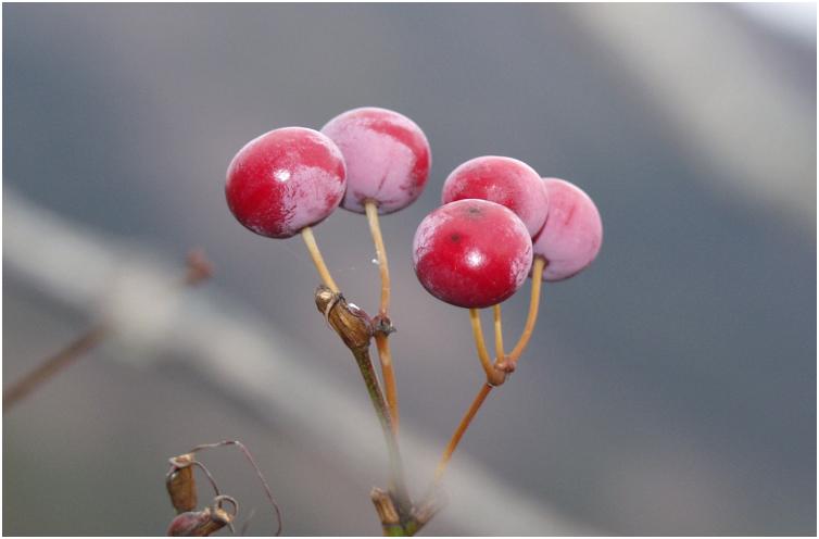 �Ԃ̖����~�G�ɁE�E�E�E