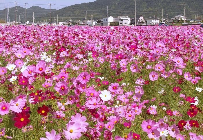 ����́A�R�����g���ꕔ�ȗ����܂����B