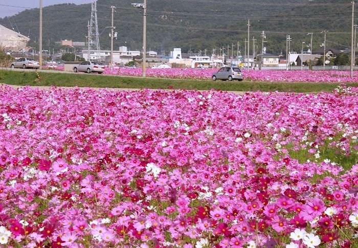 ��ʂ̃R�X���X���A�A���O�������߂�̂�����ł��B(-_-;)