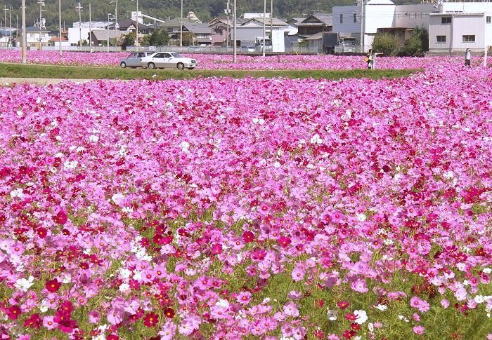 ��荇�����ڑO�ɍL����i�F���A���E�Ƀp�`���I�p�`���I